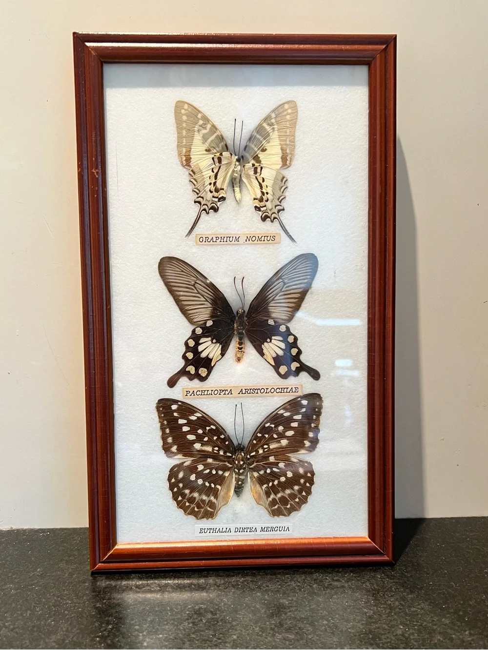 Three-Butterfly Framed Wall Art in Brown Wood Frame